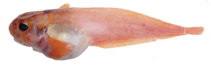 Image of Allocareproctus kallaion (Combed snailfish)