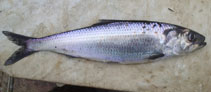 Image of Alosa kessleri (Caspian anadromous shad)