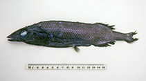 Image of Alepocephalus longirostris (Longsnout slickhead)