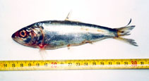 Image of Alosa macedonica (Macedonia shad)