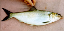 Image of Alosa mediocris (Hickory shad)