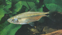 Image of Brycinus sadleri (Sadler\