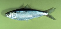 Image of Alosa sapidissima (American shad)