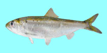 Image of Alosa tanaica (Black Sea shad)