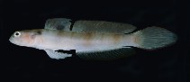 Image of Amblyeleotris downingi (Downing\