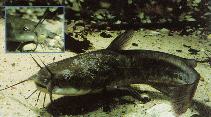 Image of Ameiurus nebulosus (Brown bullhead)