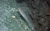 tn_Amnoc_u6.jpg
