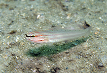 tn_Amnoc_u8.jpg