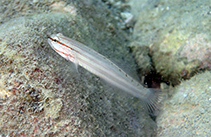 tn_Amnoc_u9.jpg
