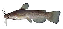 Image of Ameiurus platycephalus (Flat bullhead)