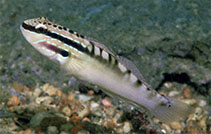 Image of Amblygobius stethophthalmus (Freckled goby)