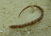 Image of Anarchopterus criniger (Fringed pipefish)