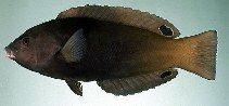Image of Anampses geographicus (Geographic wrasse)