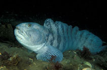 Image of Anarhichas lupus (Atlantic wolffish)