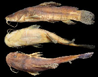 Image of Notoglanidium macrostoma (Flatnose catfish)