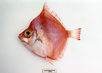 Image of Antigonia rubicunda (Rosy deepsea boarfish)