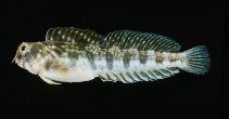 Image of Antennablennius variopunctatus (Orangedotted blenny)