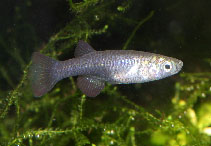 Image of Micropanchax antinorii (Black lampeye)