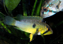 Image of Apistogramma barlowi 