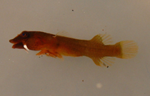 Image of Apletodon barbatus (Barbel clingfish)