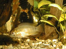 Image of Apistogramma borellii (Umbrella cichlid)