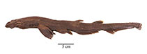Image of Apristurus breviventralis (Shortbelly catshark)