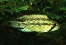 Image of Apistogramma brevis 