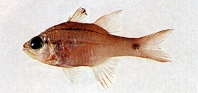 Image of Ostorhinchus cheni 