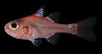 Image of Apogon kautamea (Rapanui cardinalfish)