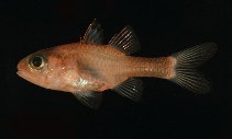 Image of Apogon crassiceps (Transparent cardinalfish)