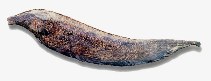 Image of Apteronotus cuchillo 