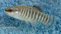 Image of Anatolichthys danfordii (Danford’s killifish)