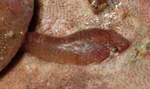 Image of Apletodon dentatus (Small-headed clingfish)