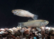 Image of Aphaniops dispar (Arabian pupfish)