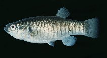 Image of Aphaniops dispar (Arabian pupfish)