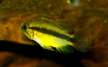 Apistogramma erythrura