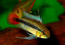 Image of Apistogramma erythrura 