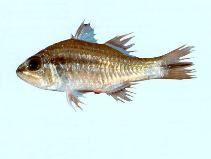 Image of Ostorhinchus fasciatus (Broadbanded cardinalfish)