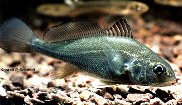 Image of Aplodinotus grunniens (Freshwater drum)