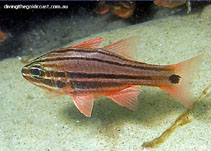 Image of Ostorhinchus limenus (Sydney cardinalfish)