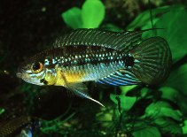 Image of Apistogramma linkei 