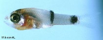 Image of Apogon planifrons (Pale cardinalfish)