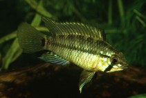 Image of Apistogramma pleurotaenia 