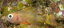Image of Apogon posterofasciatus (Rearbar cardinalfish)