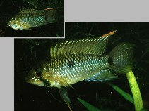 Image of Apistogramma steindachneri 