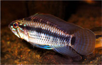 Image of Apistogramma velifera 