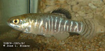 Image of Anatolichthys villwocki (Villwock’s killifish)