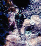 Image of Apletodon wirtzi (Sao Tomé clingfish)