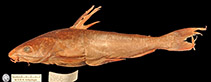 Image of Arius arenarius (Sand catfish)