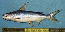 Image of Arius arius (Threadfin sea catfish)